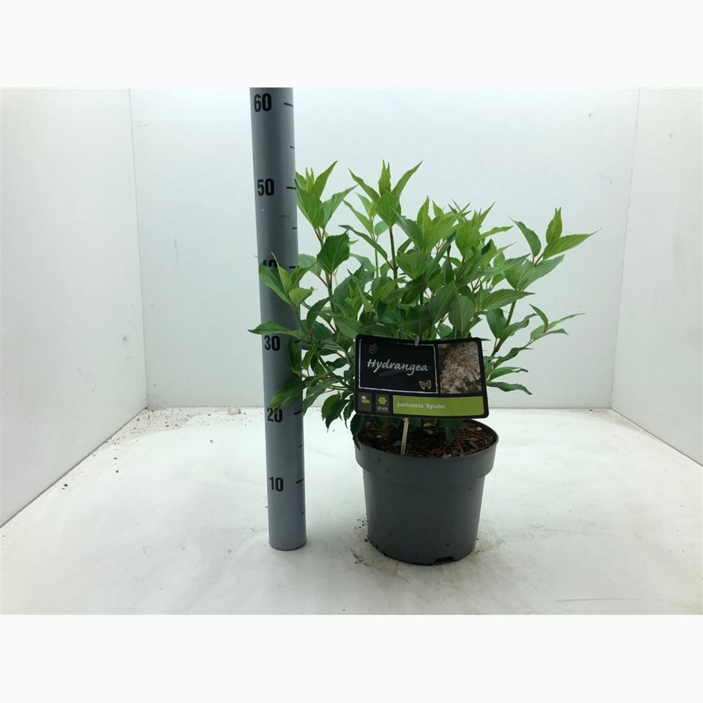 Syrenhortensia – Hydrangea paniculata 'Kyushu' - C4